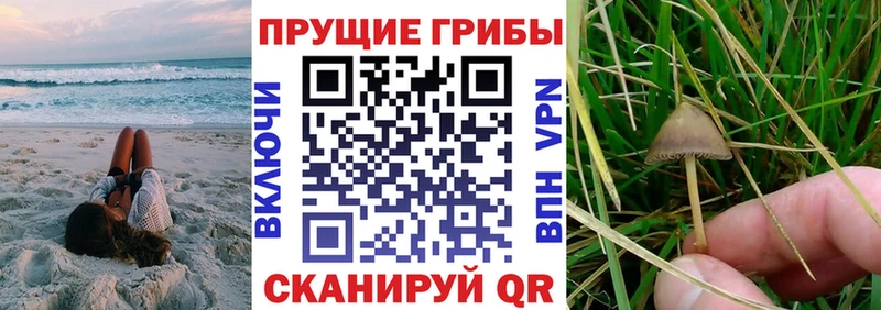 Псилоцибиновые грибы Cubensis  Купить закладки  Можга 